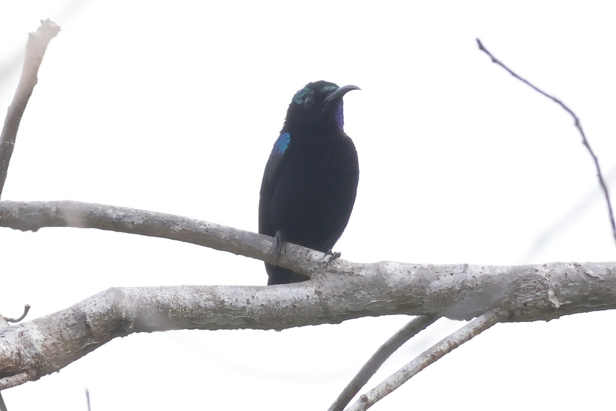 Black Sunbird - ML652635959