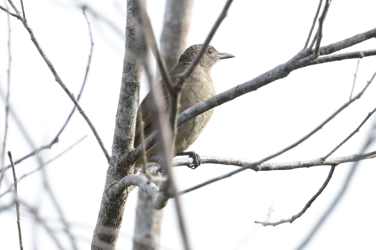 Little Shrikethrush (Arafura) - ML652635968