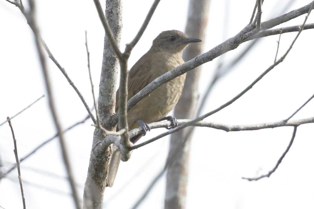 Little Shrikethrush (Arafura) - ML652635969