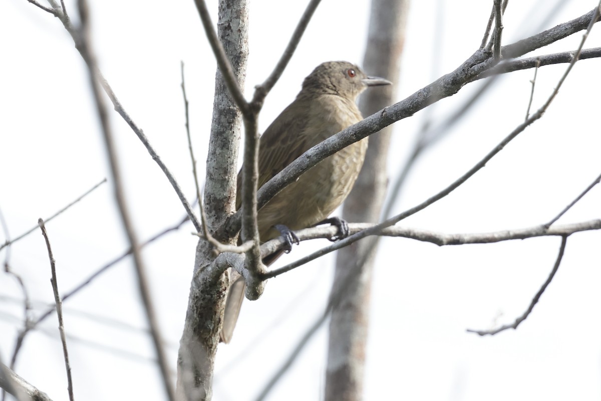 Little Shrikethrush (Arafura) - ML652635970
