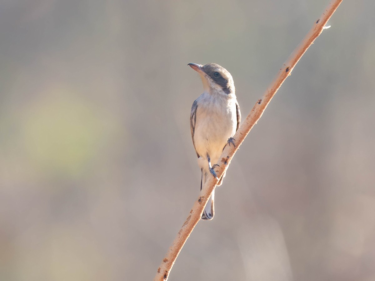 Common Woodshrike - ML652635976