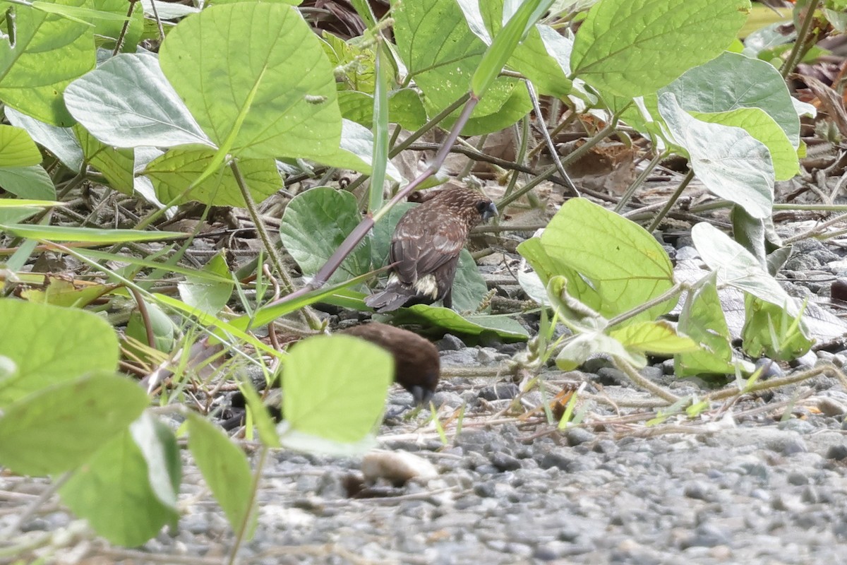 Streak-headed Munia - ML652635977