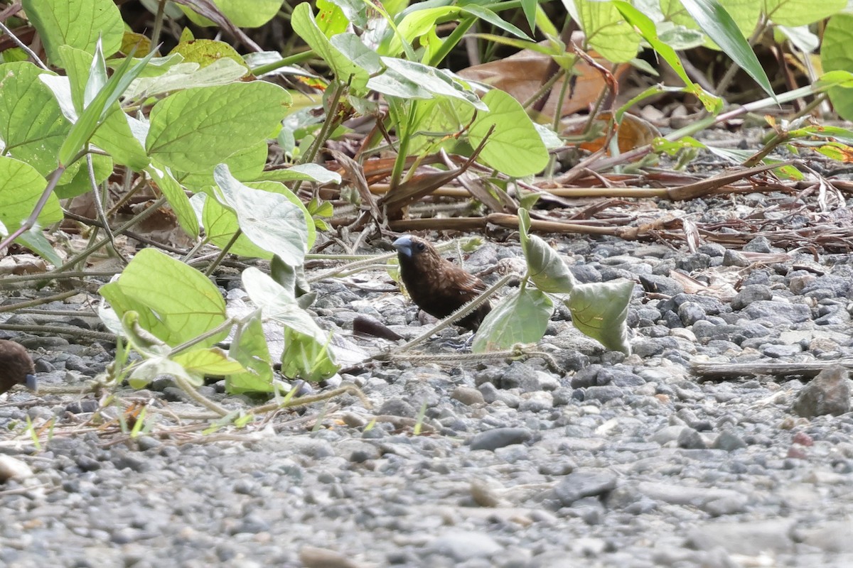 Streak-headed Munia - ML652635978