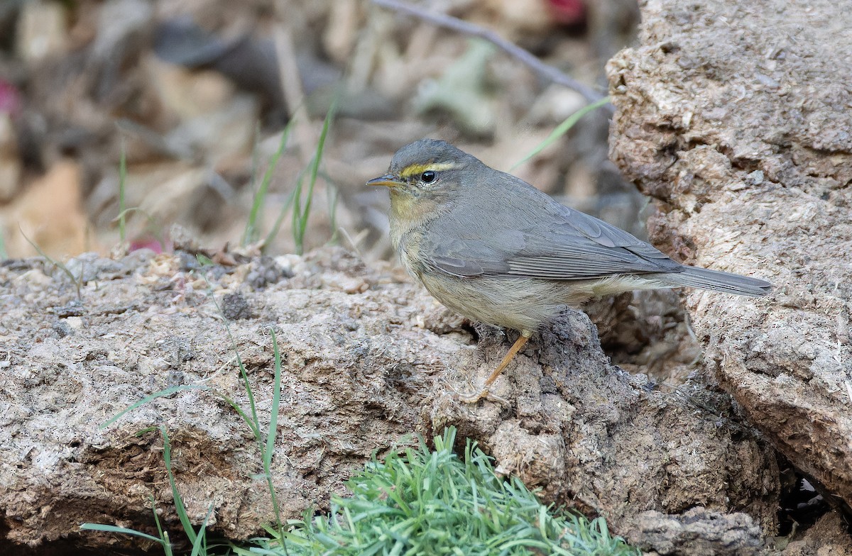 Sulphur-bellied Warbler - ML652635982