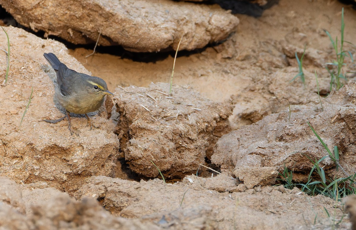 Sulphur-bellied Warbler - ML652635984