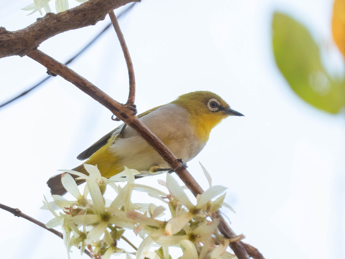 Indian White-eye - ML652635993