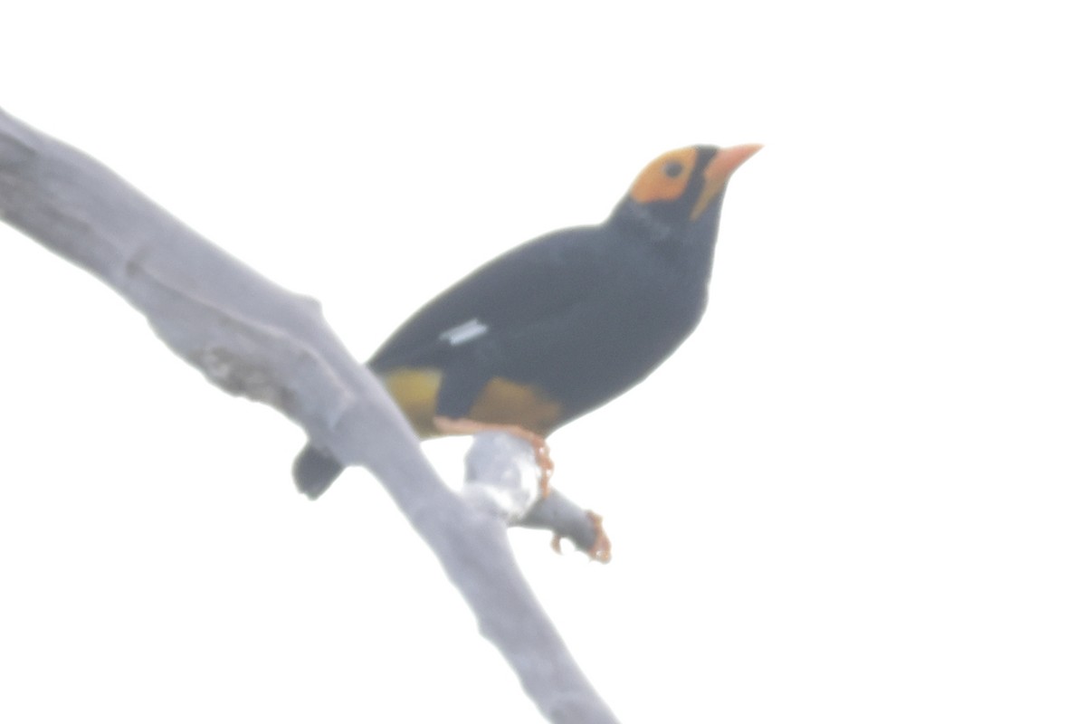 Yellow-faced Myna - ML652635999