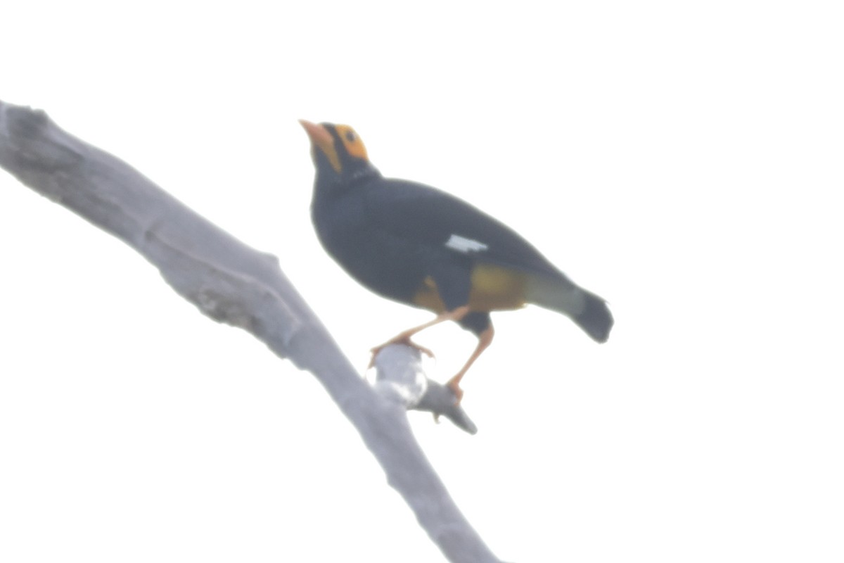 Yellow-faced Myna - ML652636000