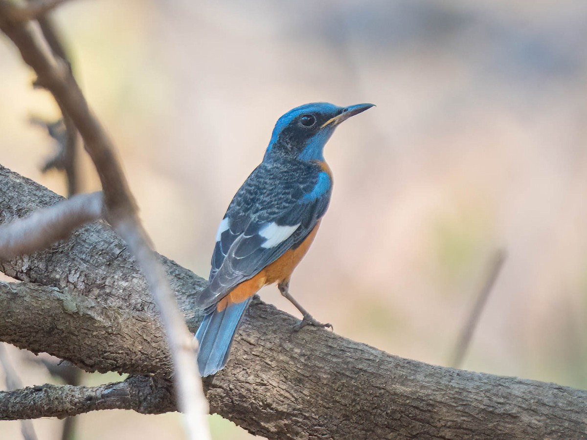 Blue-capped Rock-Thrush - ML652636007