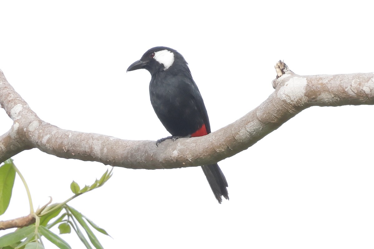 Lowland Peltops - ML652636017