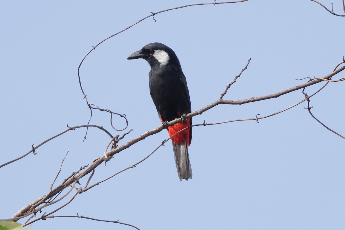 Lowland Peltops - ML652636018