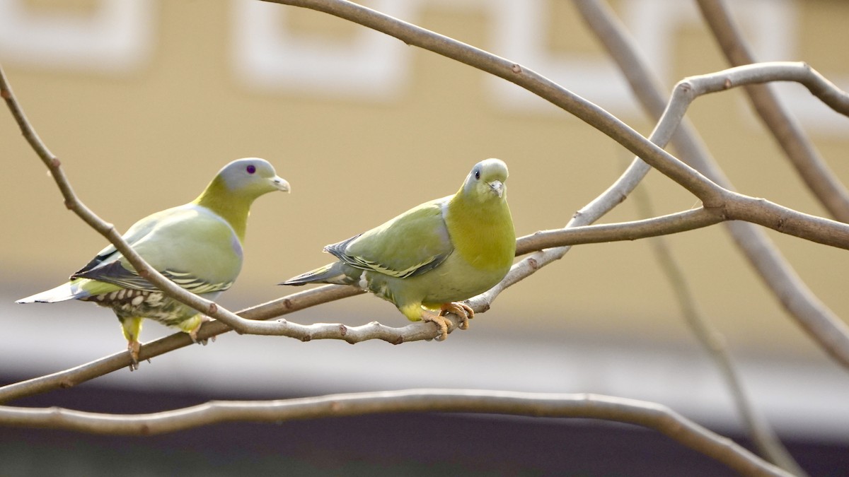 Colombar commandeur - ML652636300