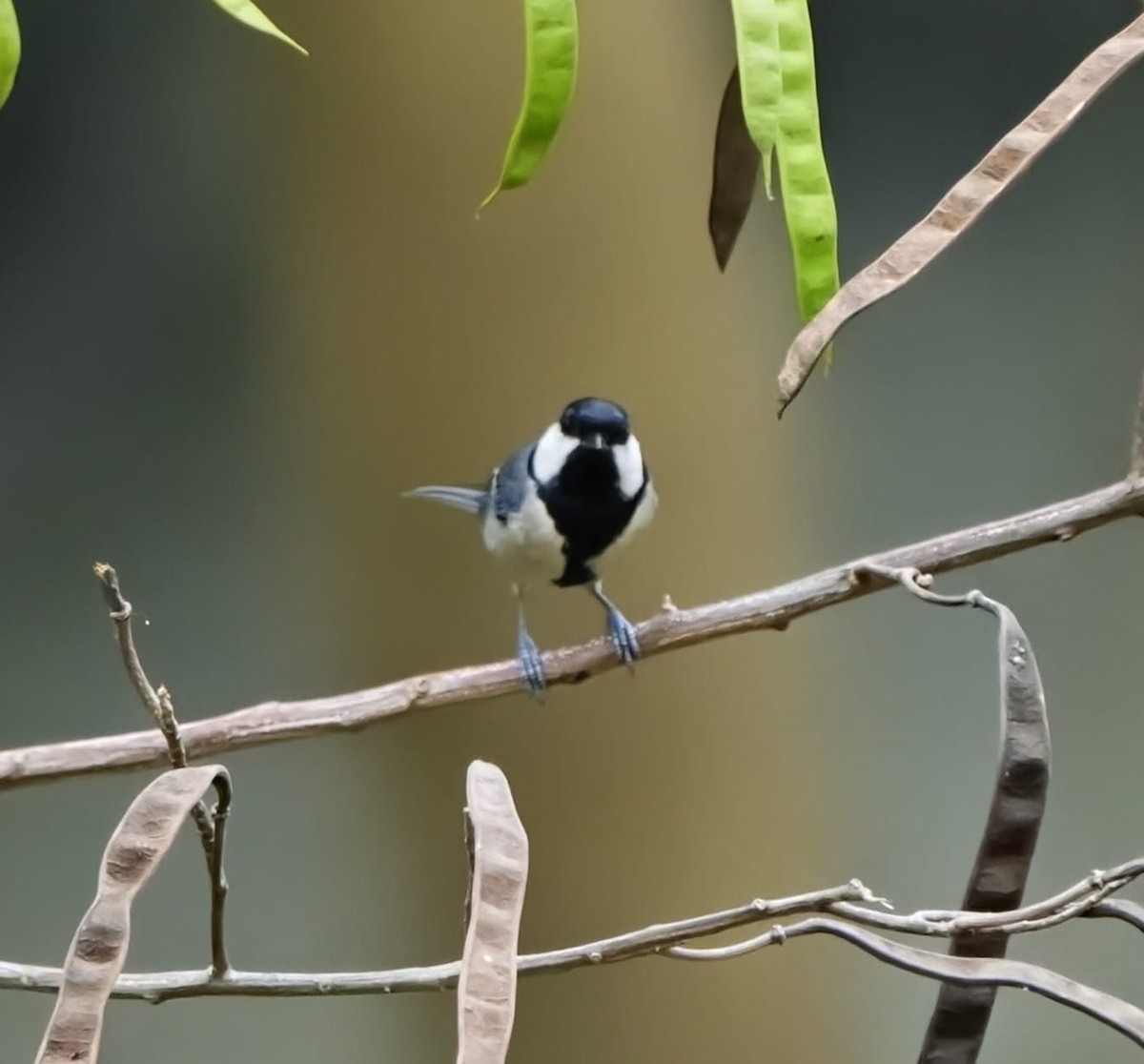 Mésange d'Asie (groupe cinereus) - ML652636362