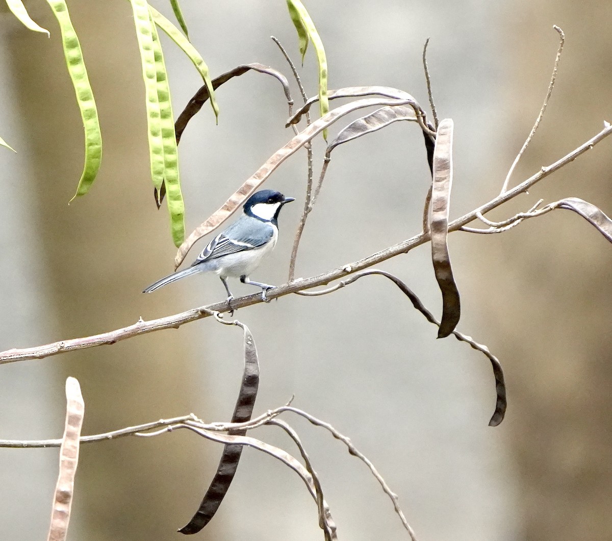 Mésange d'Asie (groupe cinereus) - ML652636363