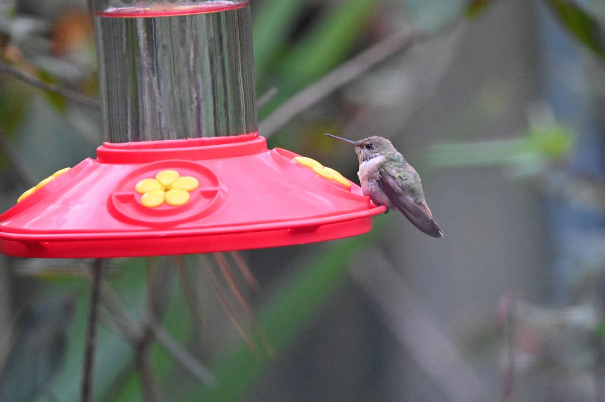 hummingbird sp. - ML652636400