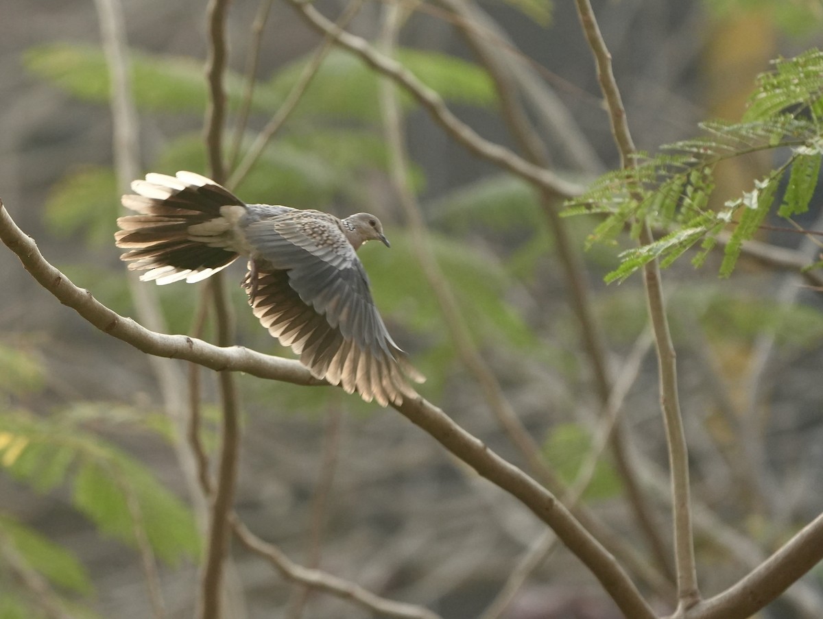 Tourterelle tigrine - ML652636423