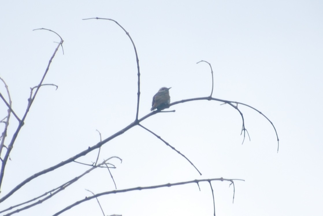 Coucou menu - ML652636459