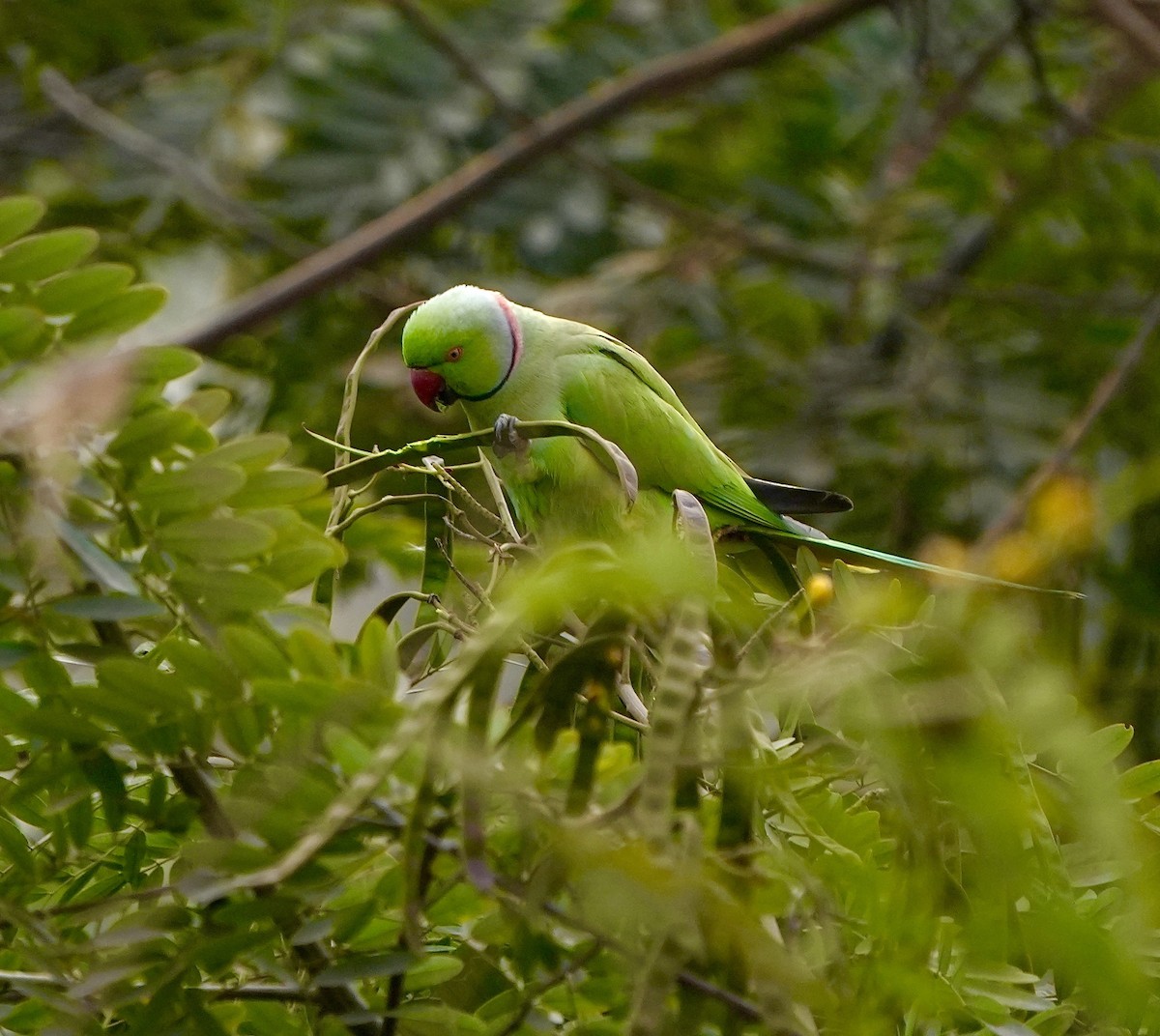 Perruche à collier - ML652636461