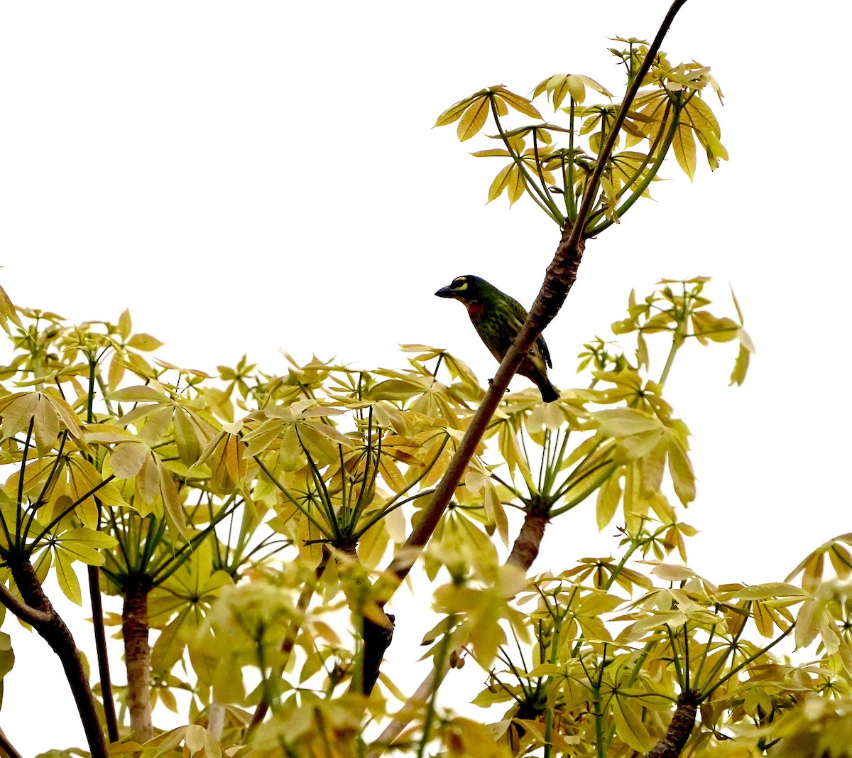 Barbu rayé - ML652636494