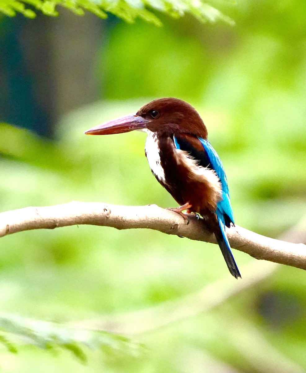 Martin-chasseur de Smyrne - ML652636530