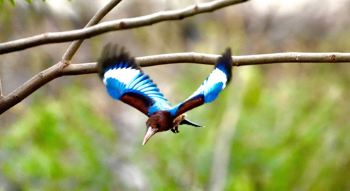 Martin-chasseur de Smyrne - ML652636532