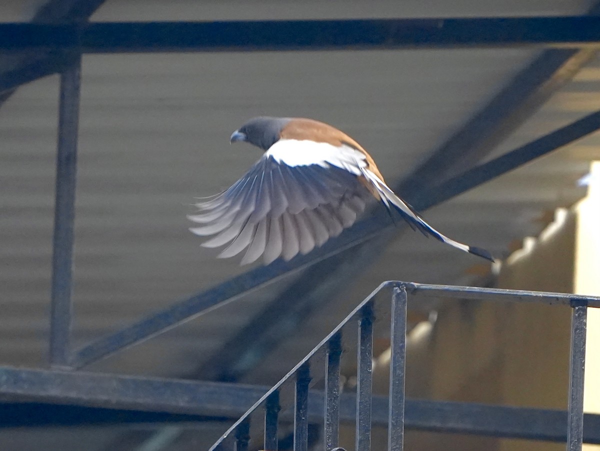 Témia vagabonde - ML652636569