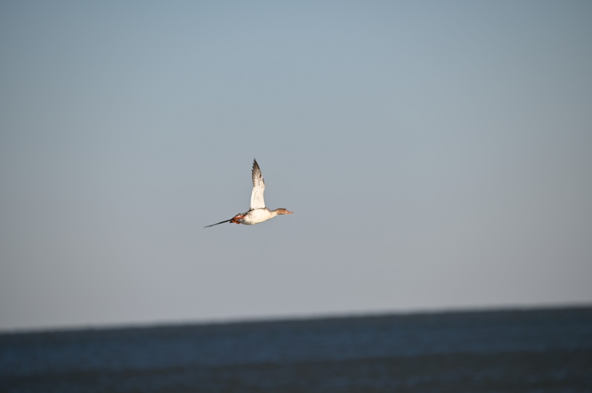 Red-breasted Merganser - ML652636584