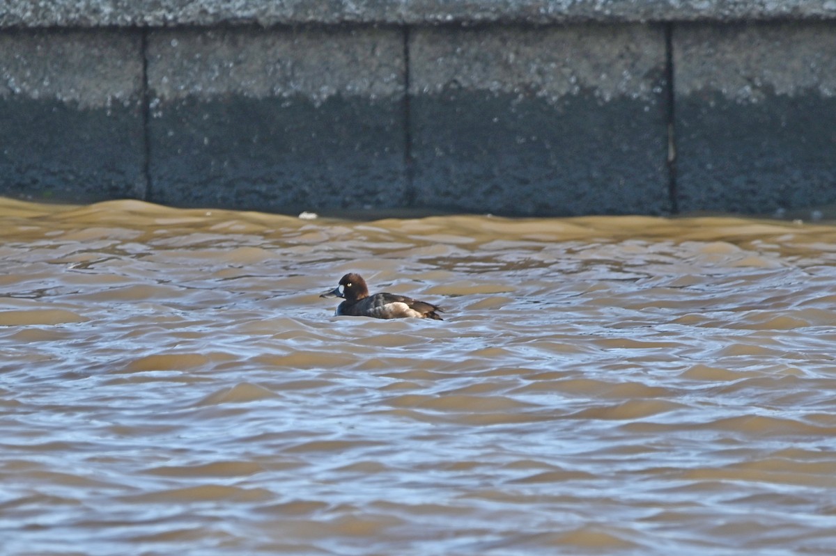 Greater/Lesser Scaup - ML652636619
