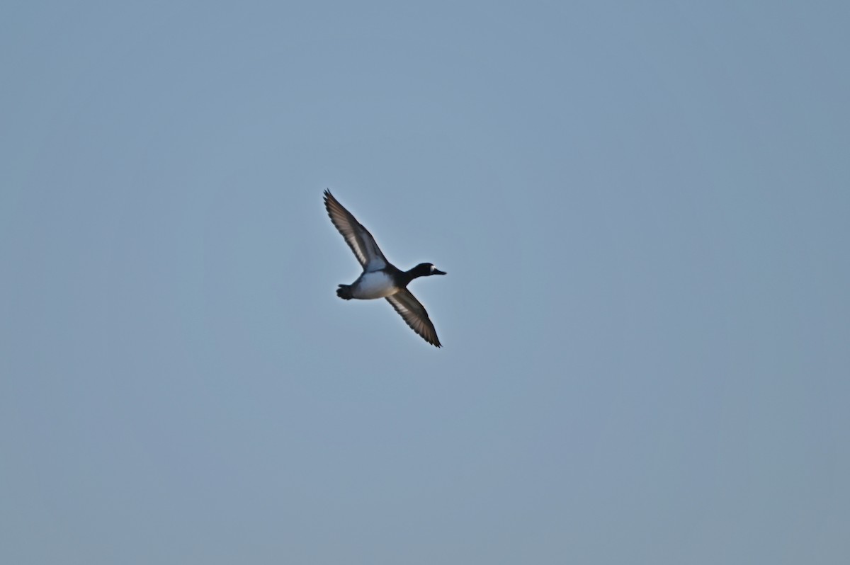 Greater/Lesser Scaup - ML652636620