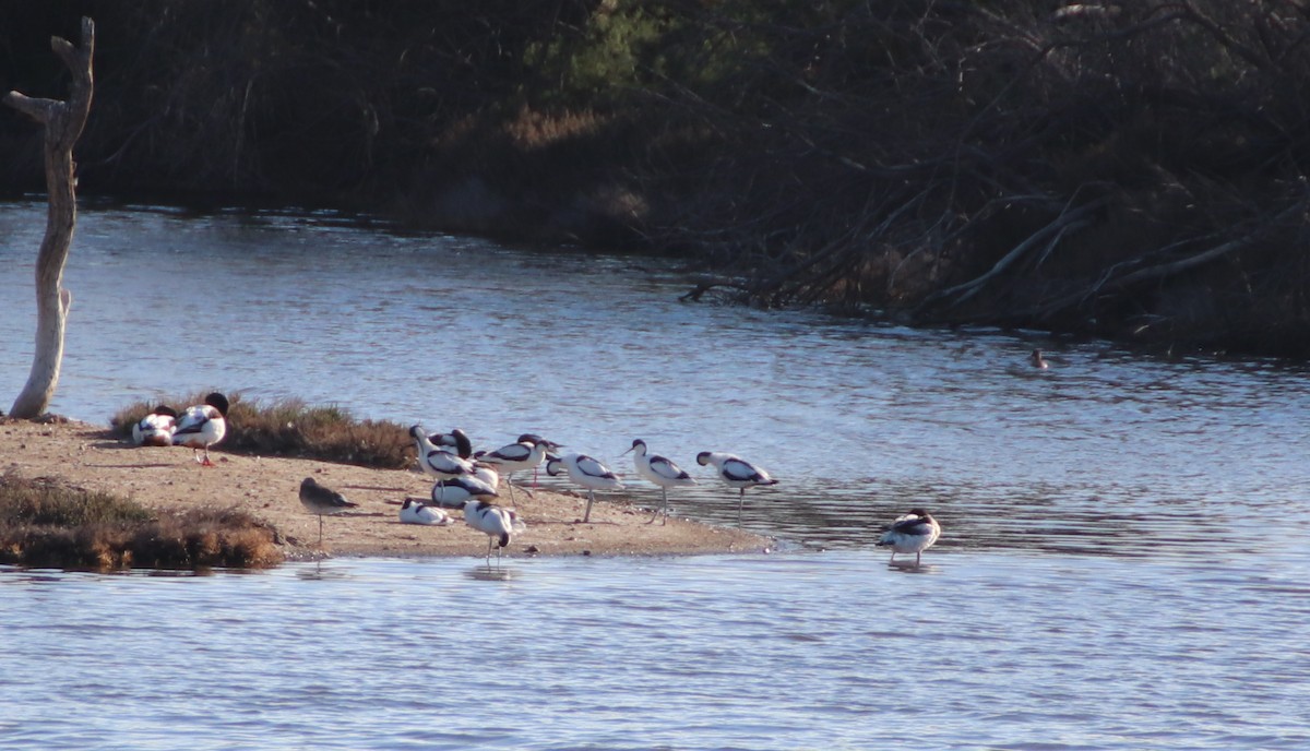 Шилоклювка - ML652637204