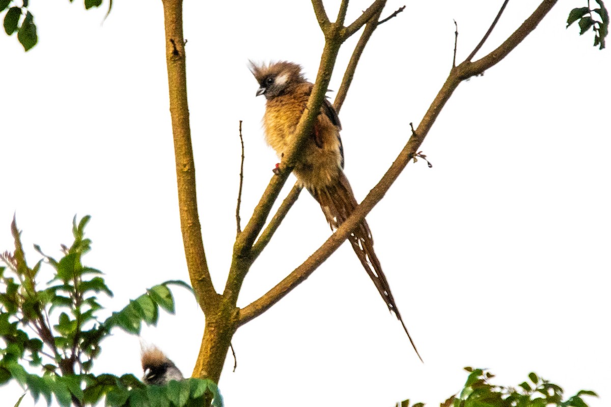 Чепіга бурокрила - ML652637611