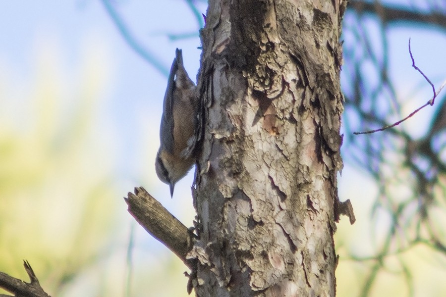 Повзик звичайний - ML652637698
