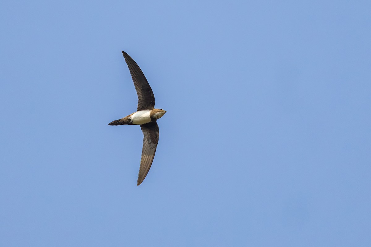 シロハラアマツバメ - ML652637804