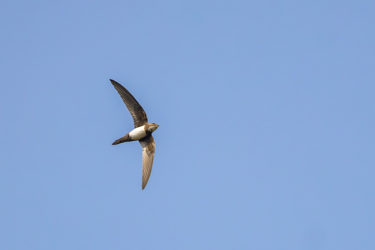 シロハラアマツバメ - ML652637805