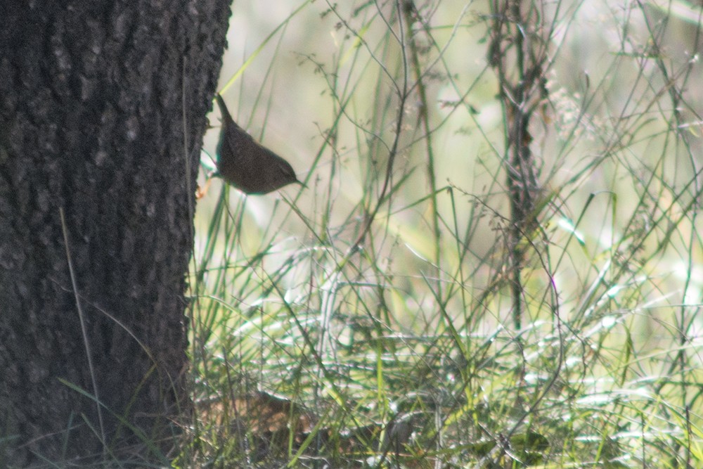 Волове очко - ML652637919