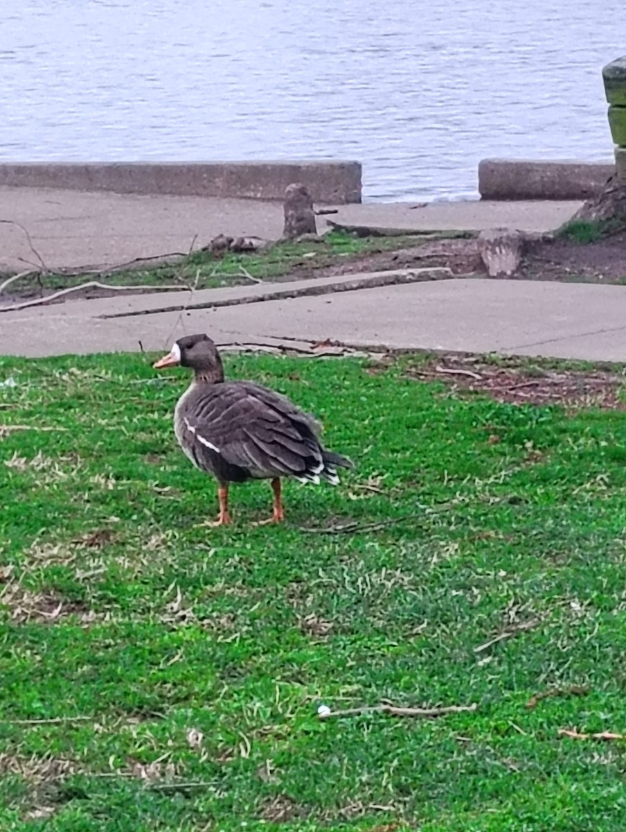 Greater White-fronted Goose - ML652638219