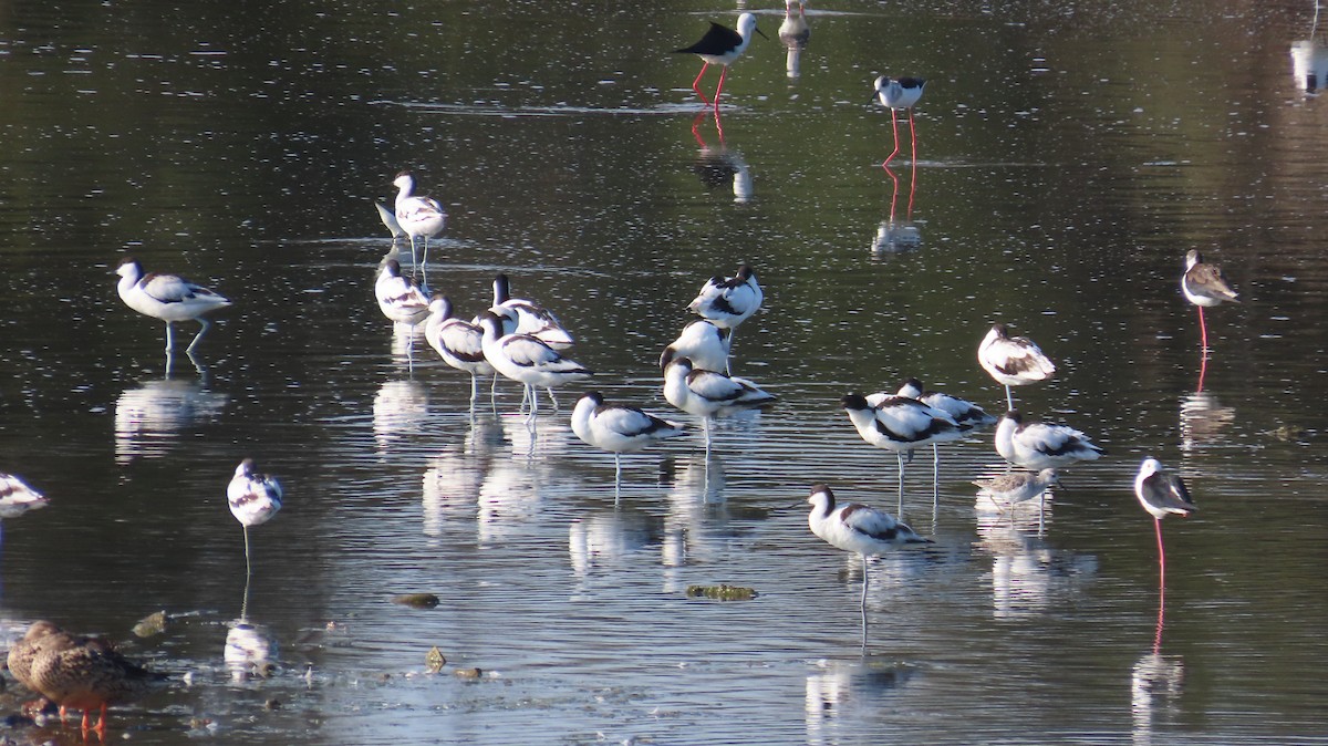 Шилоклювка - ML652638280