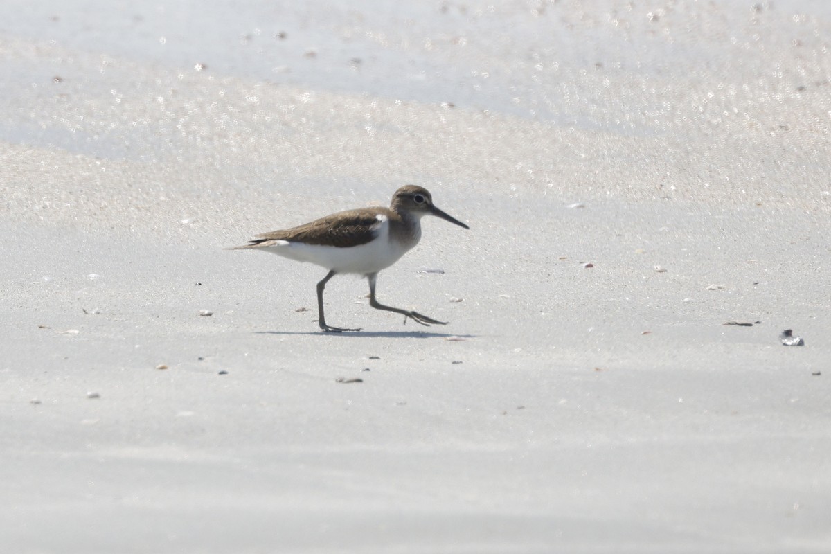 Kuliska txikia - ML652638333