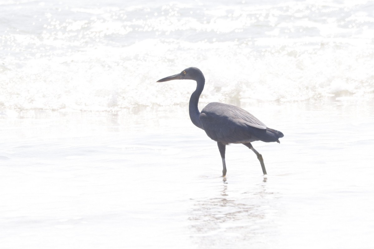 Pacific Reef-Heron - ML652638342
