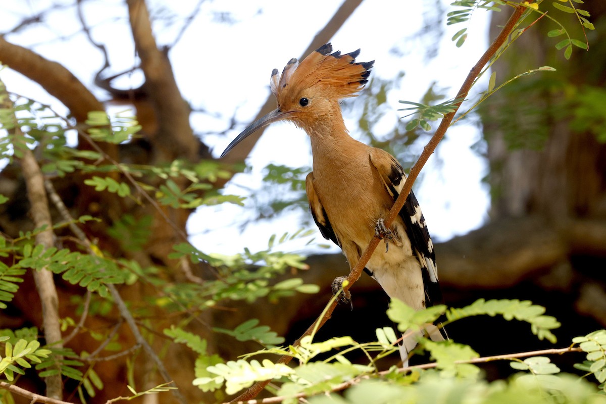 Argi-oilar arrunta - ML652638349