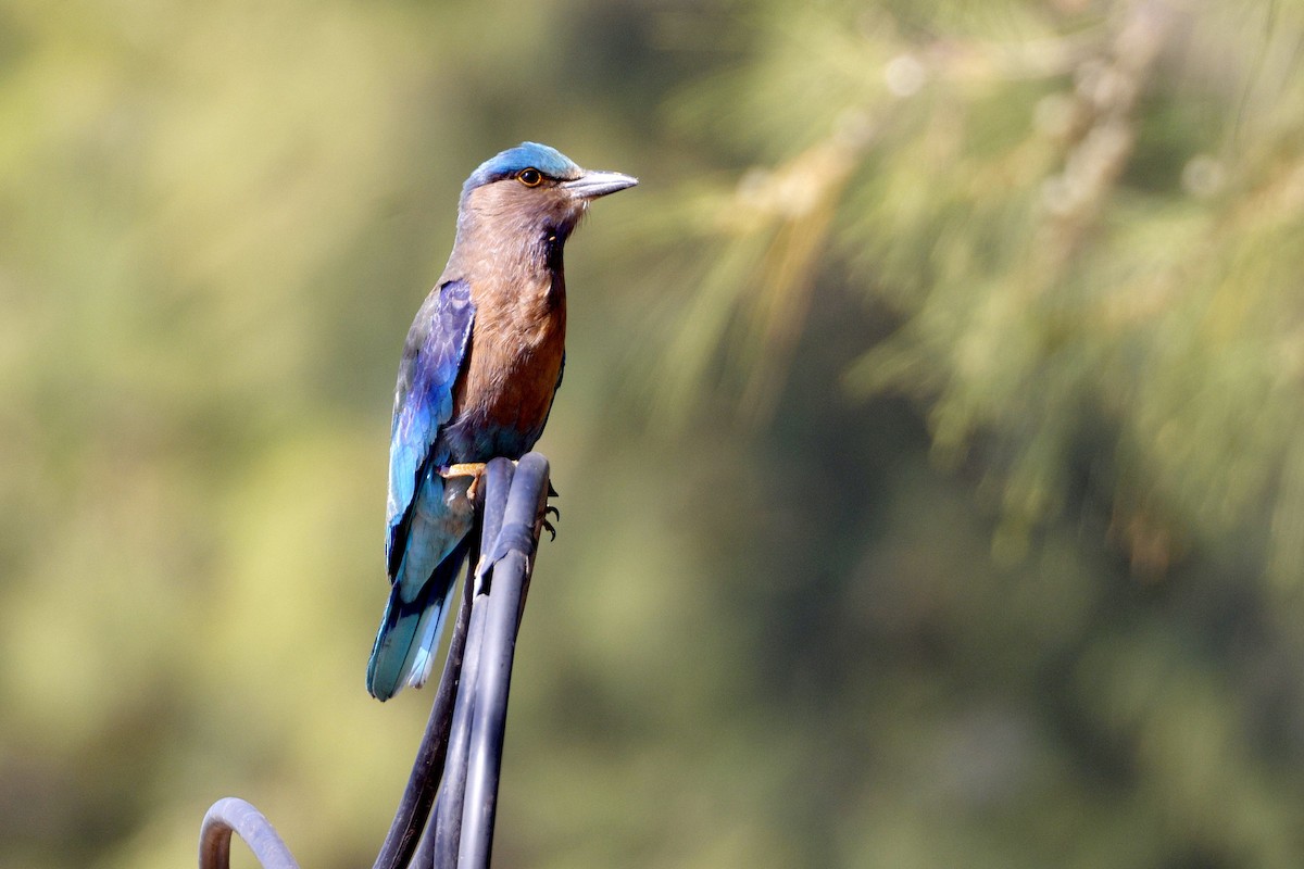 Indochinese Roller - ML652638381