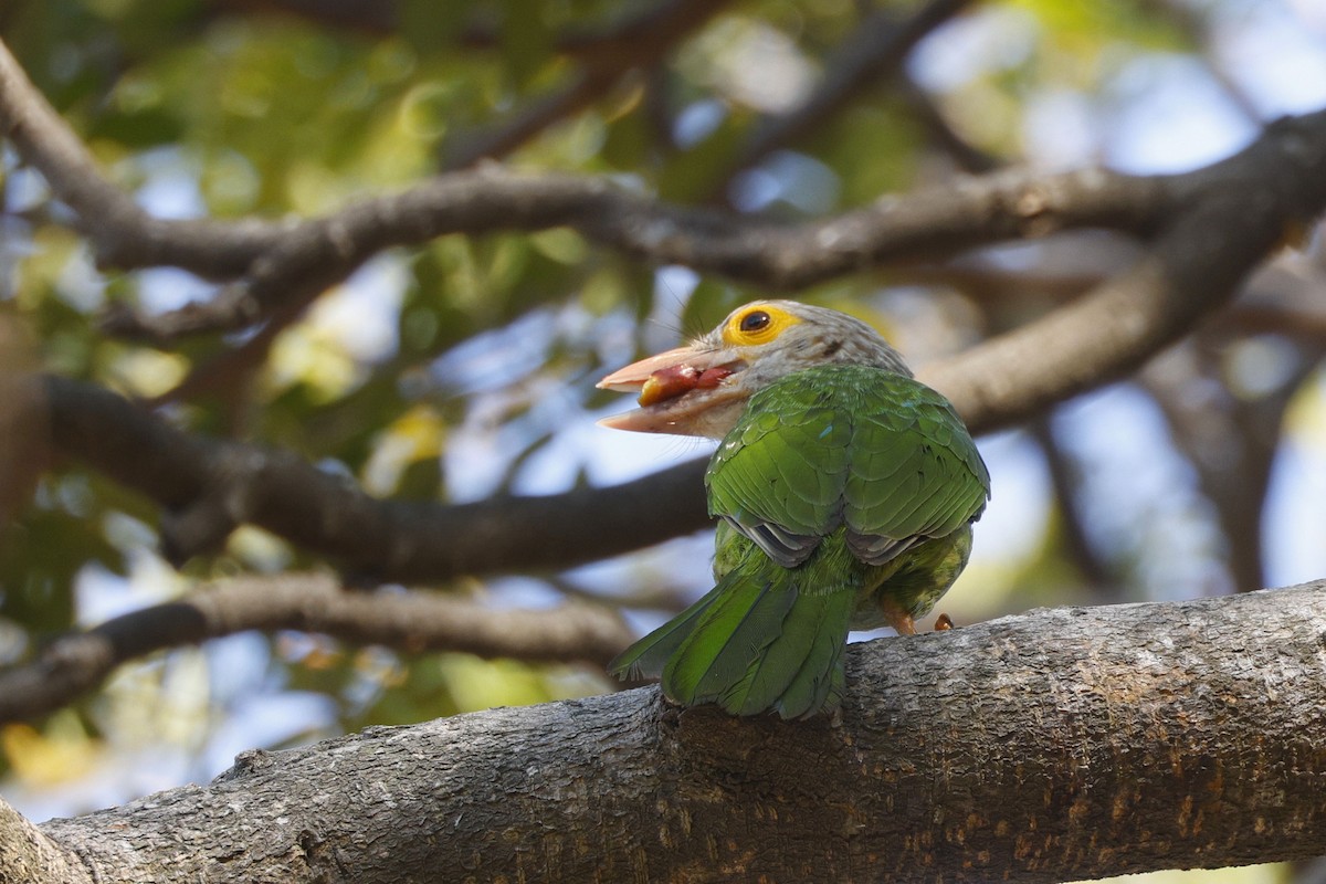 Lineated Barbet - ML652638397