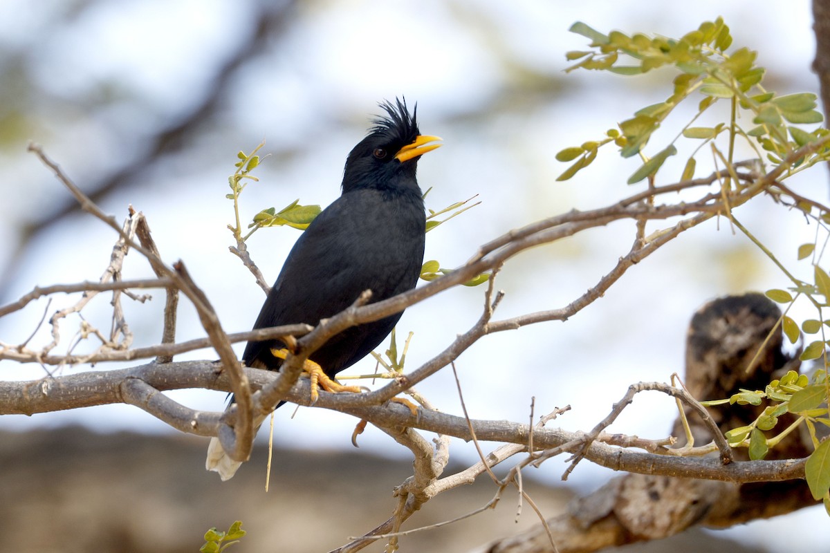 Great Myna - ML652638422