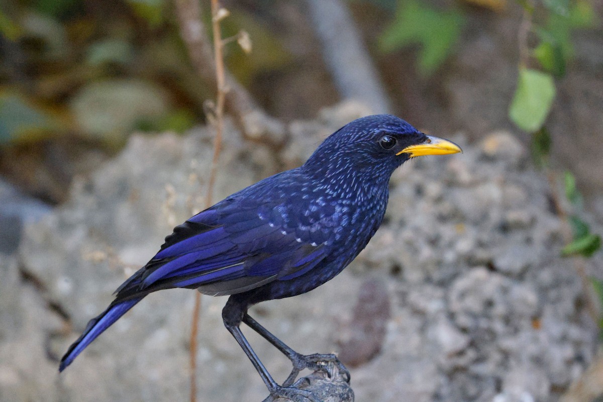 Blue Whistling-Thrush - ML652638437
