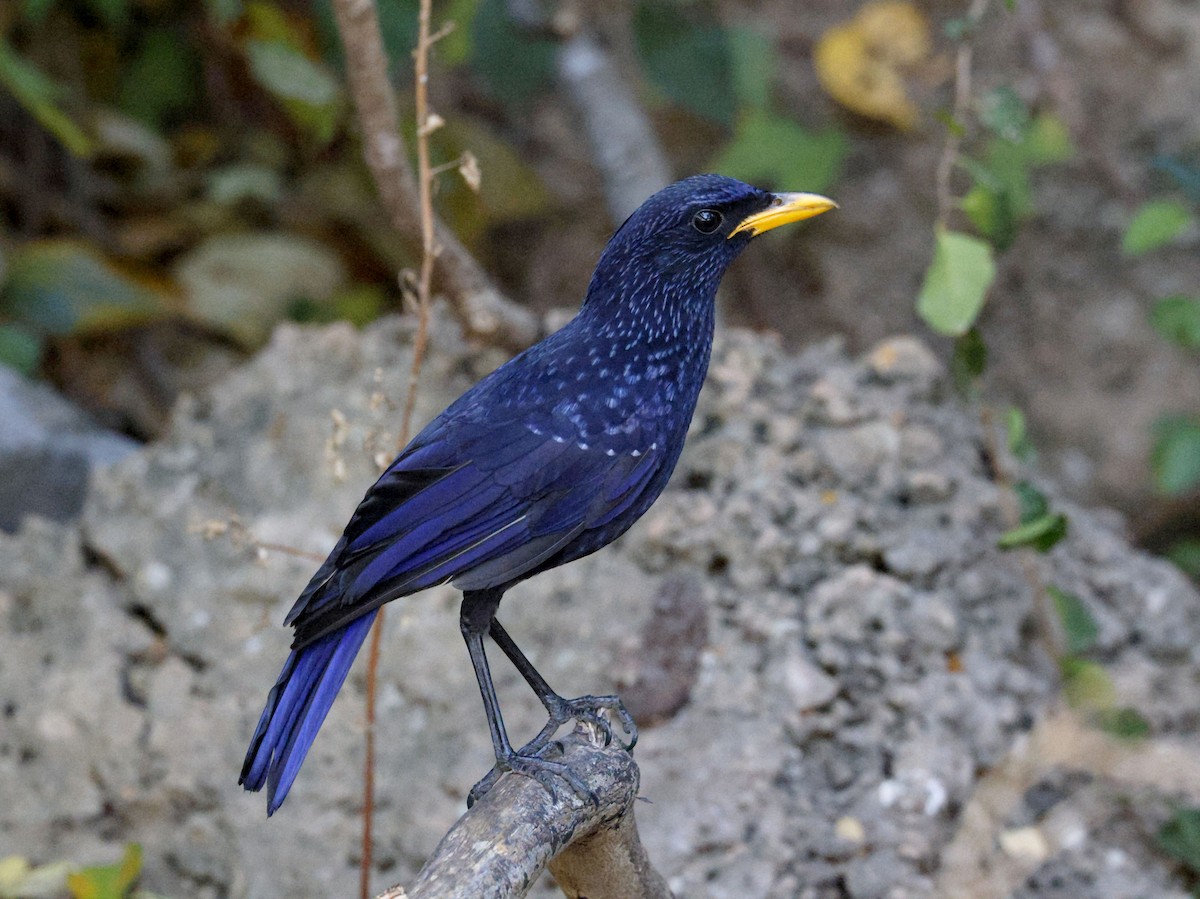 Blue Whistling-Thrush - ML652638438