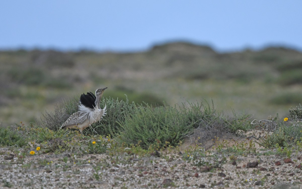 African Houbara (Canary Is.) - ML652638460