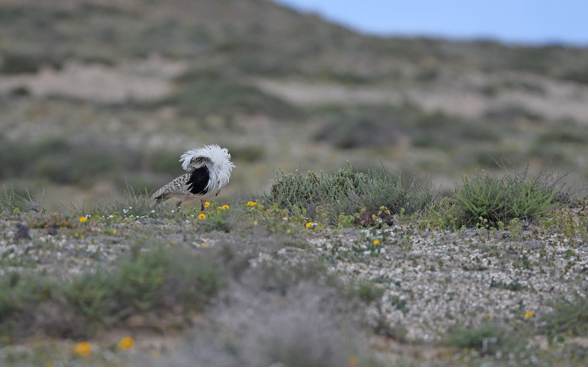 African Houbara (Canary Is.) - ML652638461