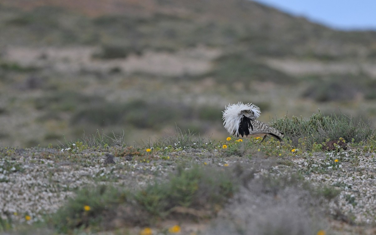 African Houbara (Canary Is.) - ML652638464