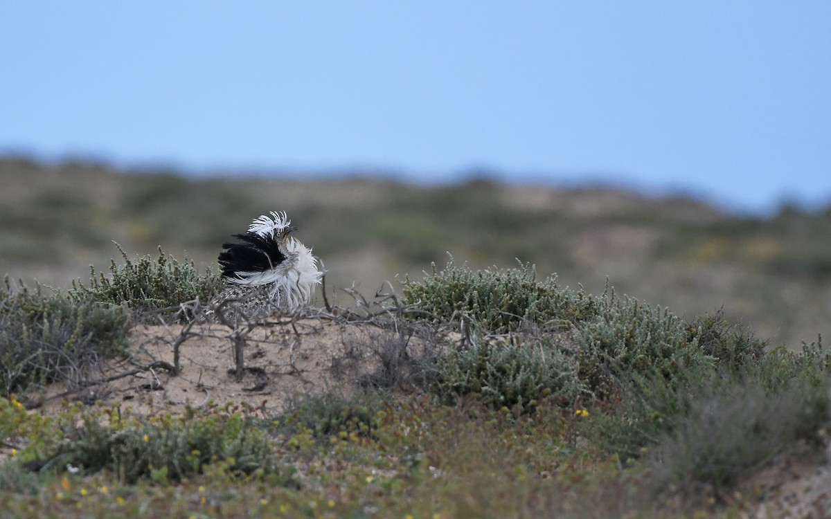 African Houbara (Canary Is.) - ML652638465