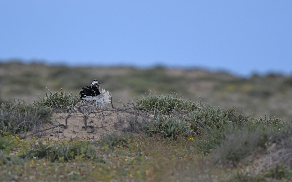 African Houbara (Canary Is.) - ML652638466